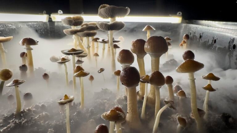 Market for psychedelic drugs to treat mental health gets a buy signal