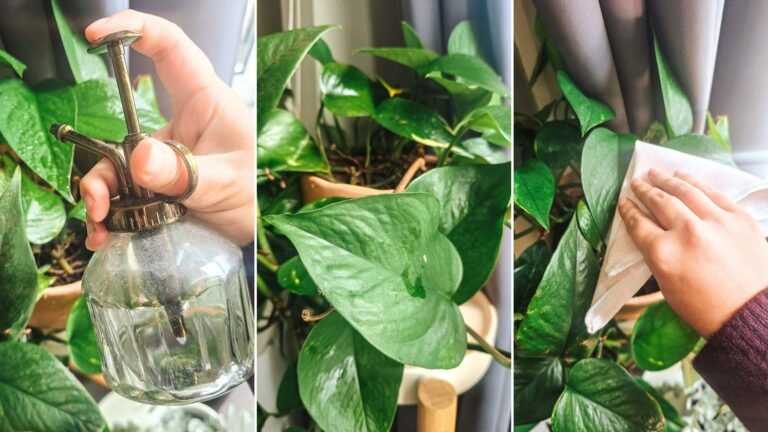 How to care for a pothos plant indoors
