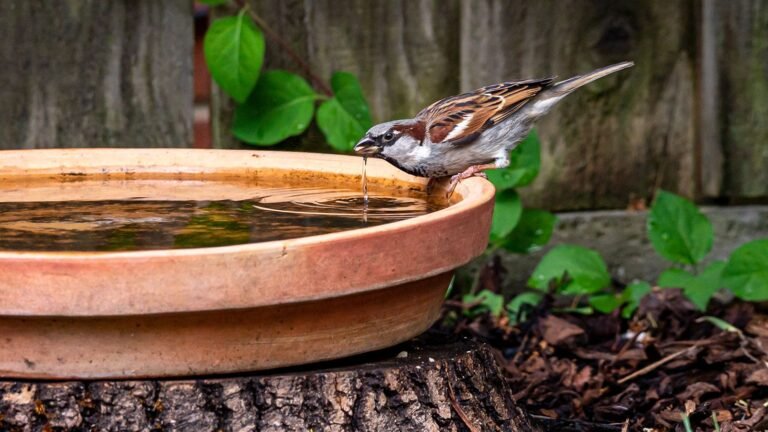 I Moved My Bird Bath to This Spot: Birds Started Visiting Every Day