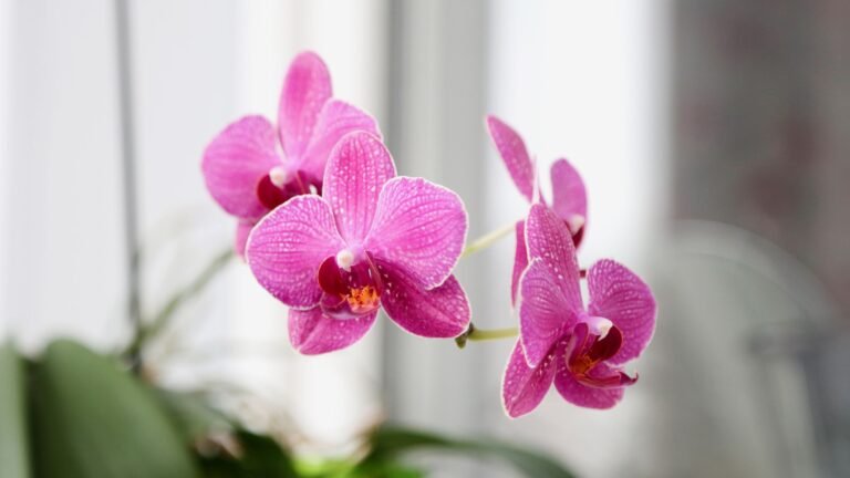 What to Do With Your Orchid in August: 5 Key Tasks