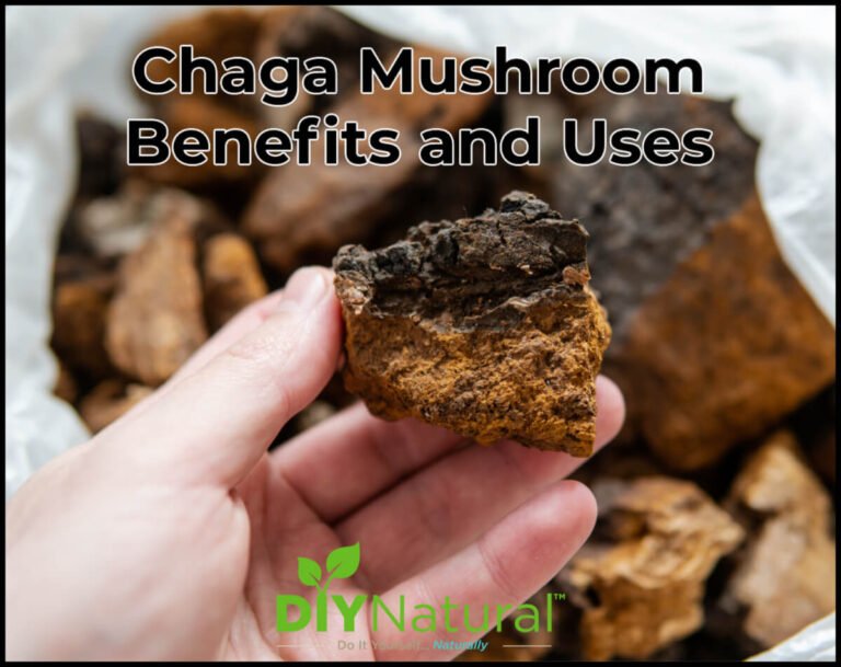 Chaga Mushroom: Benefits and How to Forage and Use Chaga