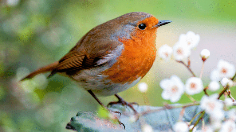 5 ways to support robins in July, according to experts