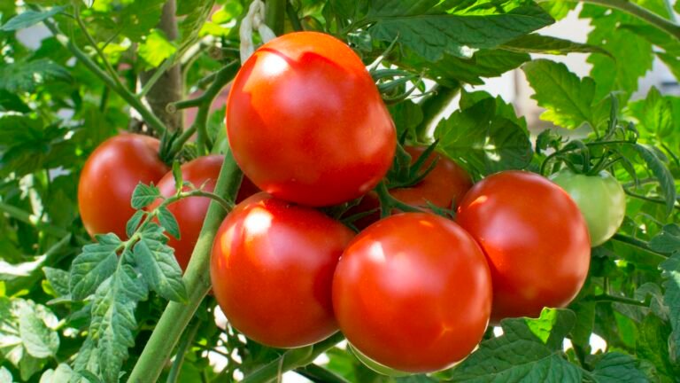 The Common Causes of Tomato Leaf Curl and How to Fix Them