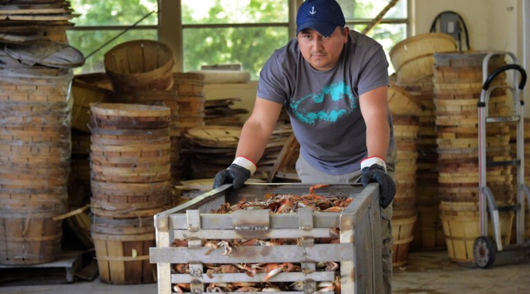 Firms allowed to hire immigrant manual laborers expand to hire more Americans