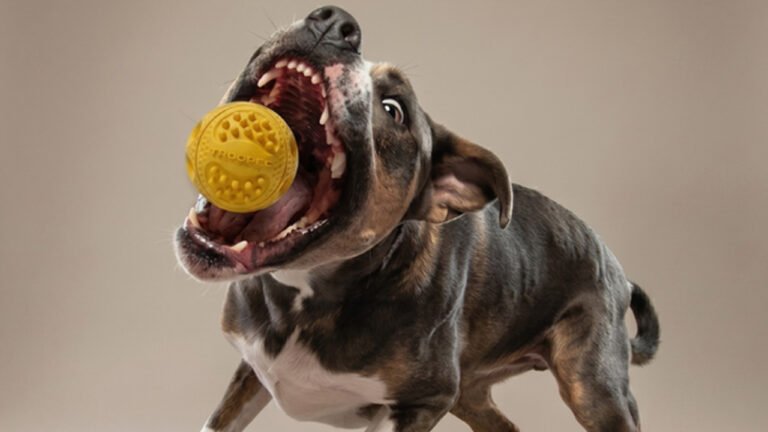 Meet Trooper Dog Ball: A Toy Even Your Pooch Can’t Destroy