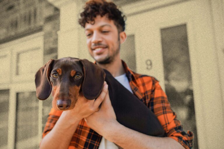 Pet Insurance vs. Wellness Plans: What’s the Difference?