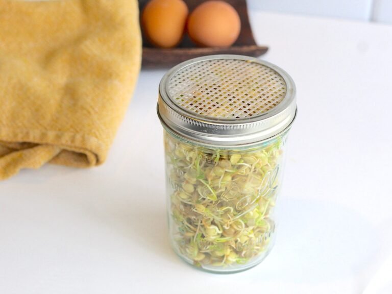 DIY Sprouting Lid for a Mason Jar