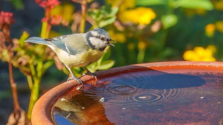 Why birds don’t sweat and how to help them in summer