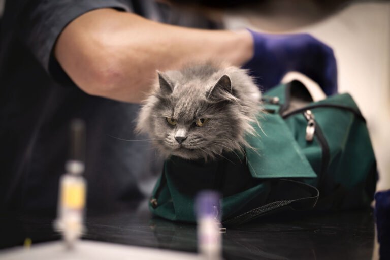 Warburg, Great Point, Axcel bet on vet care; Knox Lane targets medical workforce tech amid staffing challenges in the sector