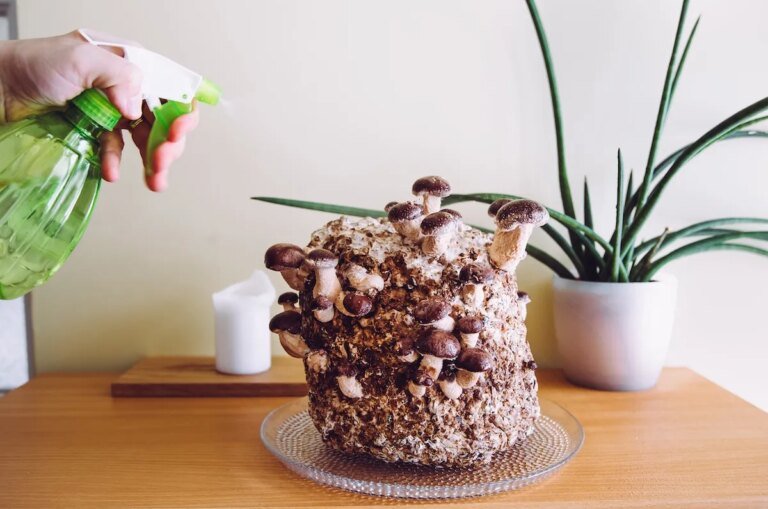 How to Grow Mushrooms at Home