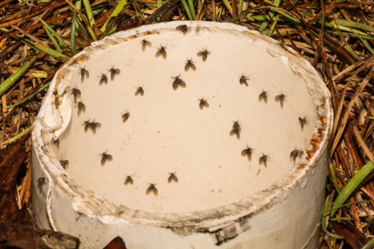 How to Get Rid of Drain Flies