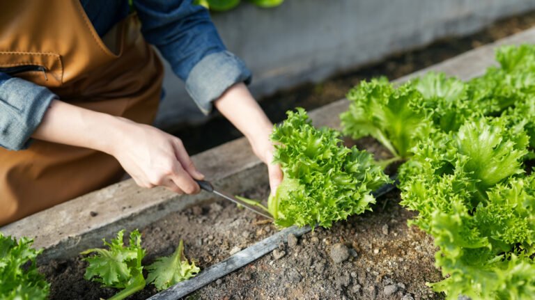 Can You Get Cyclosporiasis From Homegrown Produce?