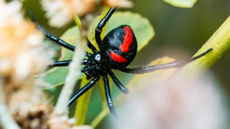 Black Widow Spider Webs Look Different: Here’s How To Identify One In Your Home Or Yard