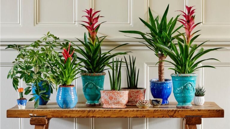 What is LECA? We Tell All on This Potting Mix Alternative