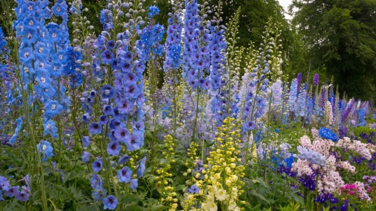 What to Do With Delphiniums in July: 5 Care Tips for More Blooms