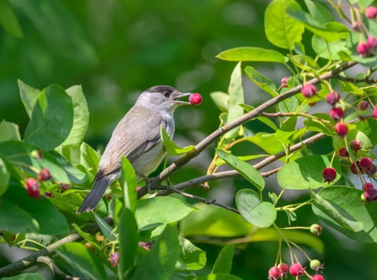 How to Use Bird Netting to Protect Your Fruit Trees