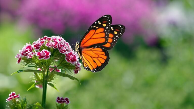 Scientists urge gardeners to count butterflies this week