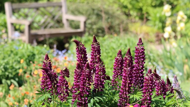 Flowers to Sow in September for Stunning Color Next Year