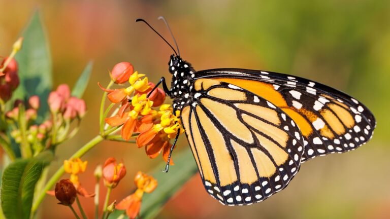 How To Help Monarch Butterflies In August