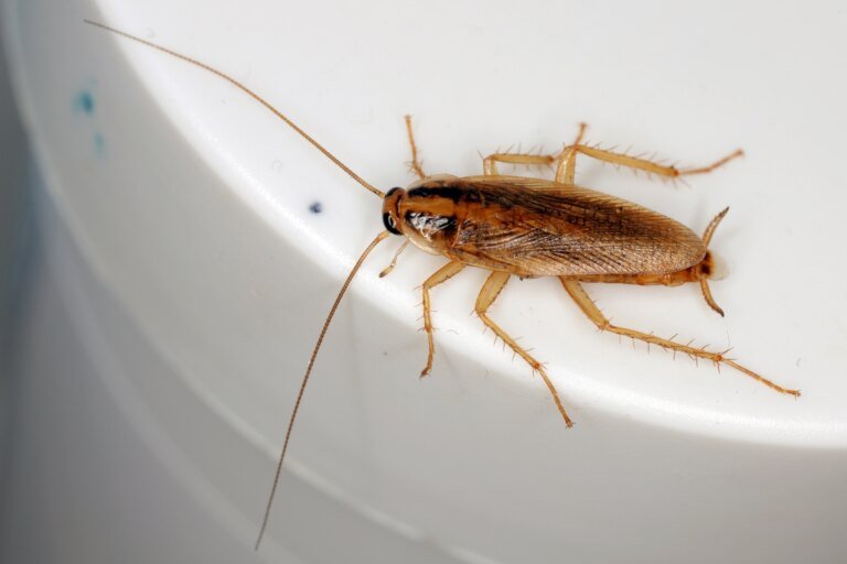 How to Get Rid of the Fall Bugs That Are Invading Your Home