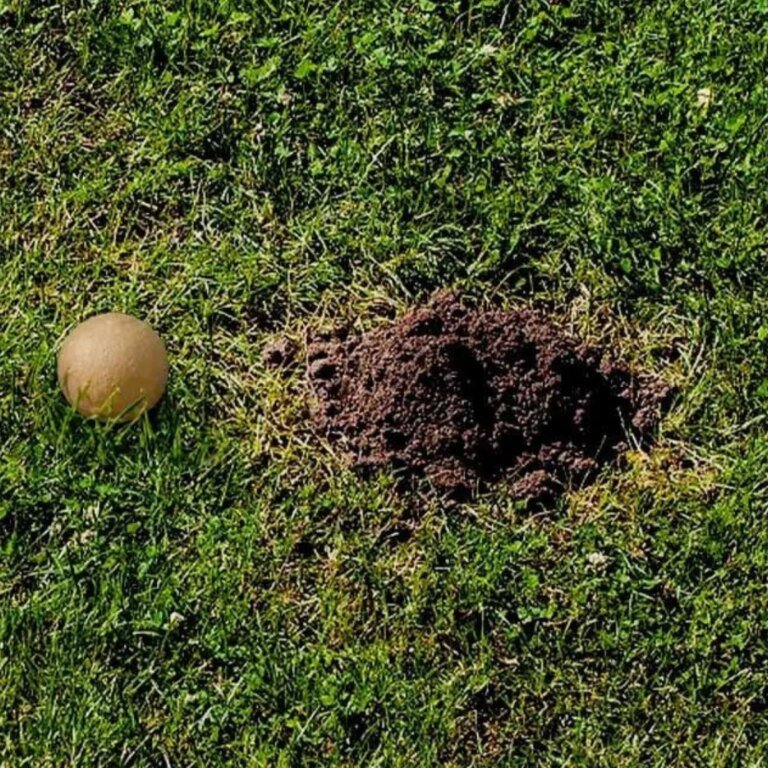 The Best Vole Repellents of 2026, Vetted