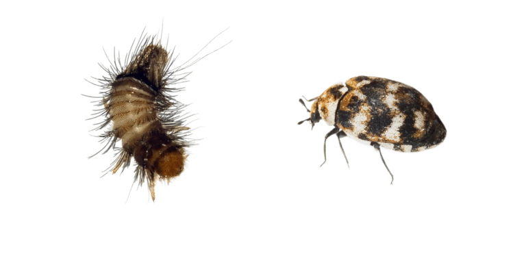 How to Get Rid of Carpet Beetles, for Good.