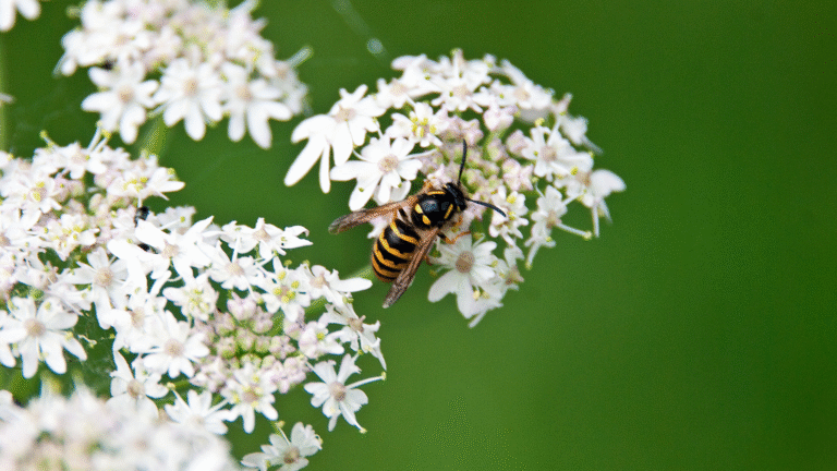 This clever trick will keep wasps away from your BBQ