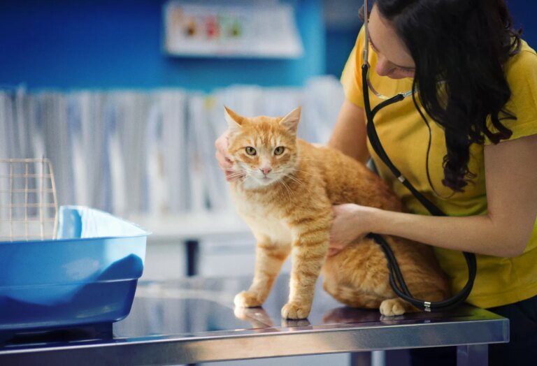 Is Pet Insurance Worth it? Here’s What the Data Says