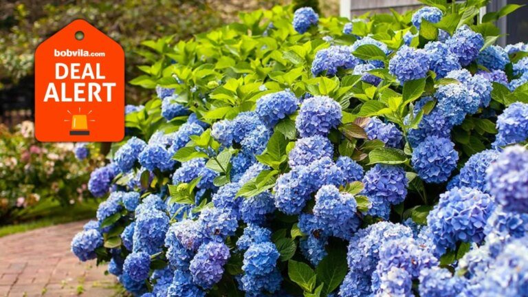 Fast Growing Trees Is Giving Away Free Trees—Choose From Shrubs, Trees, Flowers, and More