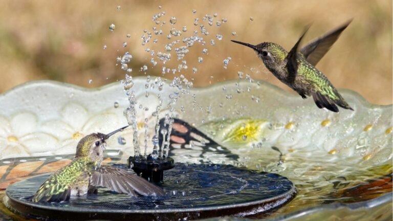 The Birdfy Smart Bird Bath Identifies Visiting Species