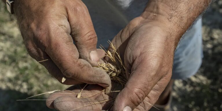 Four firms control over half the world’s seed supply. Italian farmers are fighting back by bartering