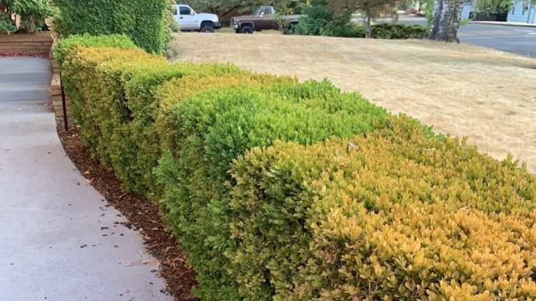Her Boxwoods Were Turning Brown. The Way They’d Been Trimmed May Explain Why