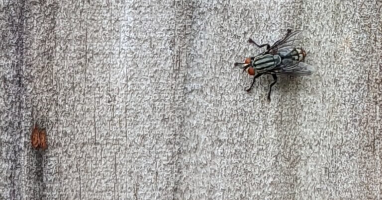 Help, My House is Full of Flies