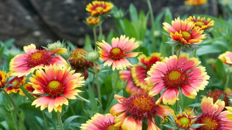 The One Heat-Loving Flower That Blooms Non-Stop Into Fall