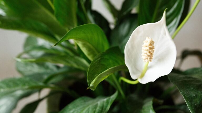 What to Do With Your Peace Lily in August