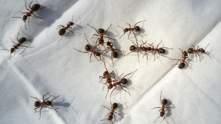 You’re accidentally doubling the number of ants in your garden
