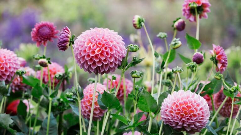 Why Dahlias Stop Flowering: 3 Common Causes and Fixes