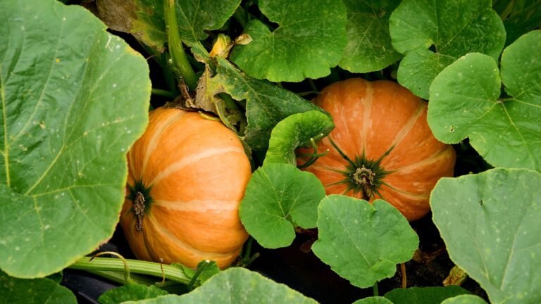 What to Do With a Pumpkin Plant in August: 5 Key Tasks