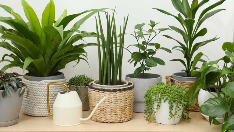 Houseplants To Propagate in August For Holiday Gifting