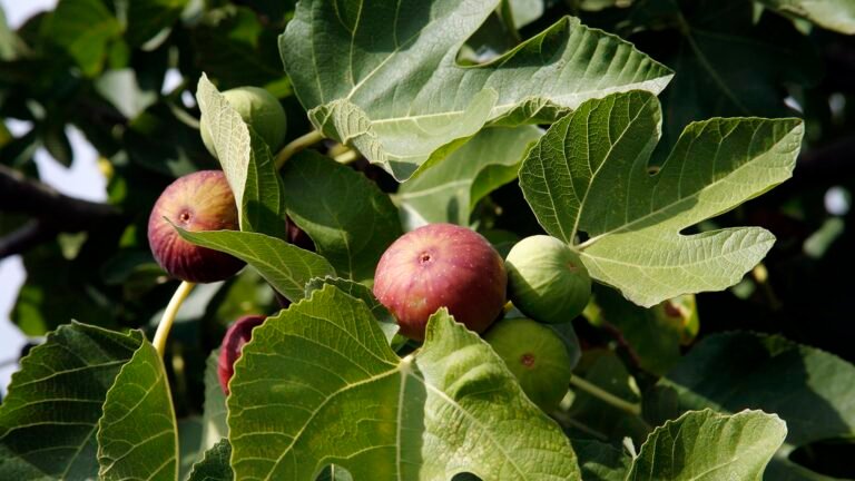 When to Prune Fig Trees: Expert Timing for Healthy Growth