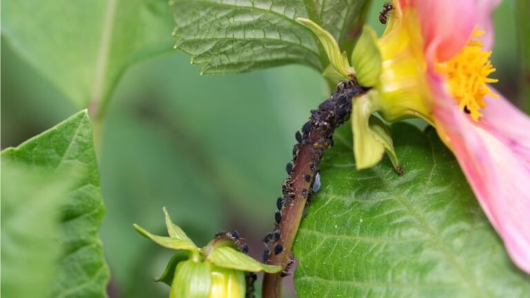 How to Get Rid of Aphids with a Damp Cloth: A Quick Trick