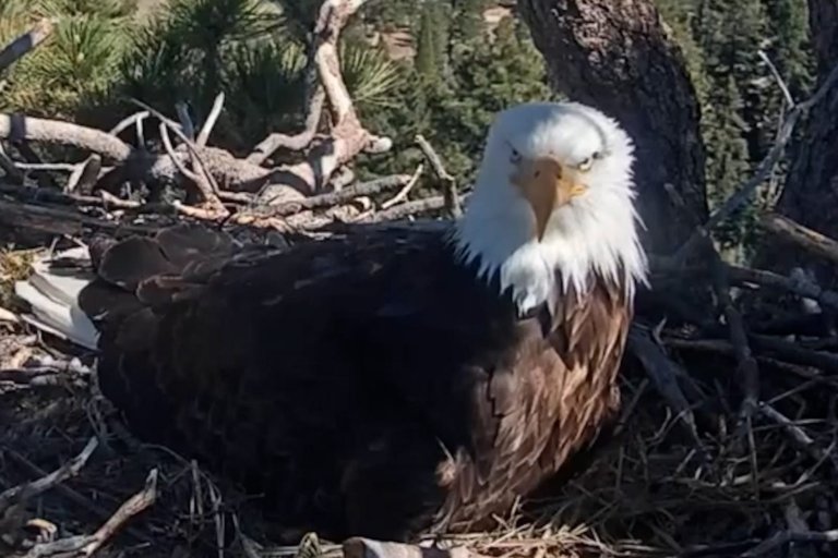 Ojai Raptor Center Warns Fans About Jackie the Bald Eagle Merch
