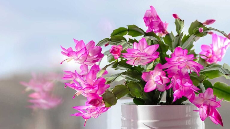 What to Do With a Thanksgiving Cactus in September