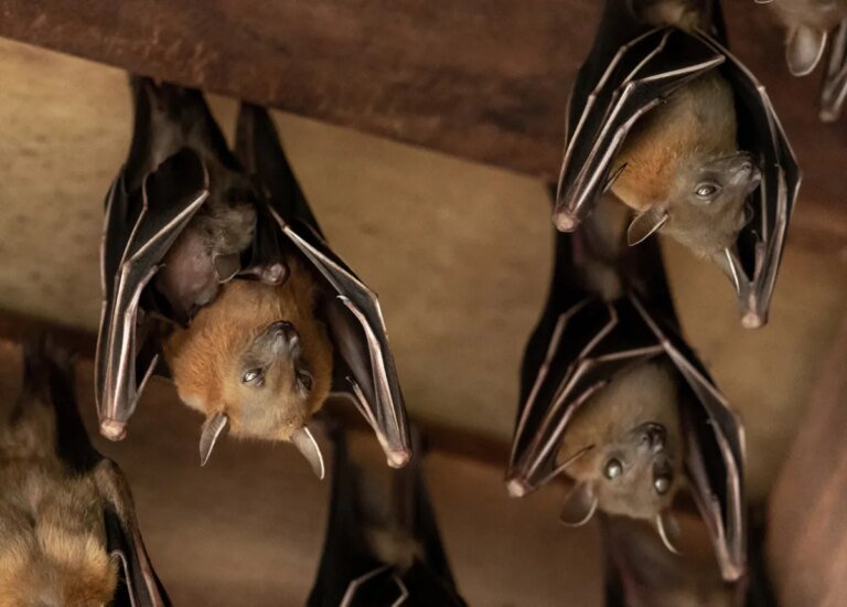 How to Get Rid of Bats in Your House