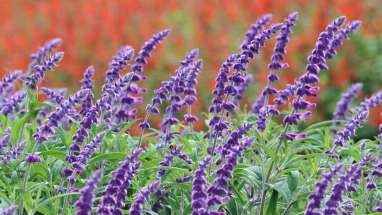 How to Grow Mexican Bush Sage for Migrating Hummingbirds