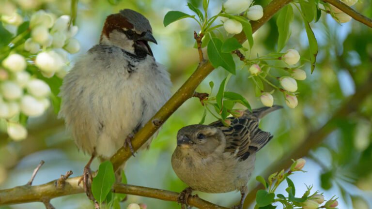 How To Identify Invasive House Sparrow Nests In Your Yard