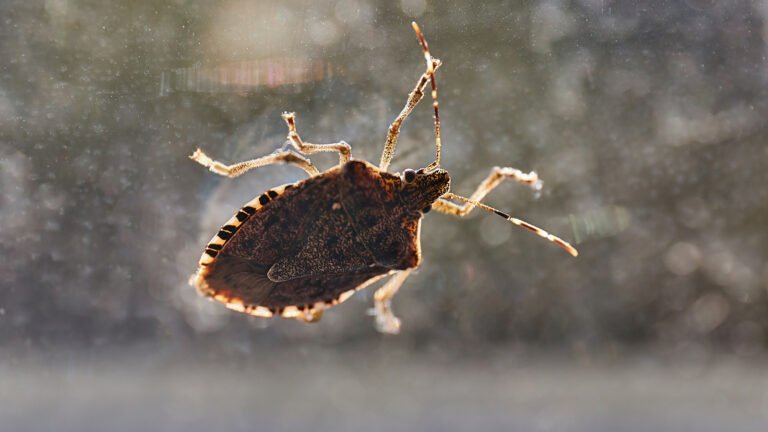 Keep Stink Bugs Away Using One Natural Fragrance They Can’t Stand