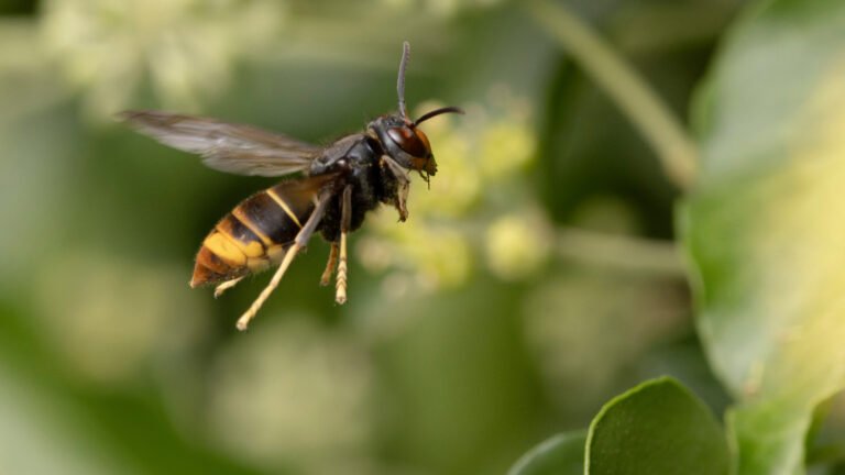 Keep Wasps Away Using An Essential Oil That’s Underrated