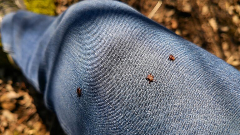 Help Keep Ticks Out Of Your Home With A Handy Amazon Find For Easy Removal