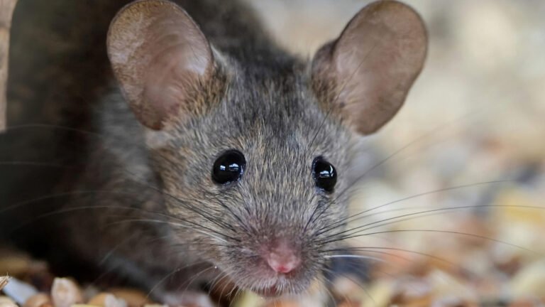 How To Identify A House Mouse Vs Field Mouse
